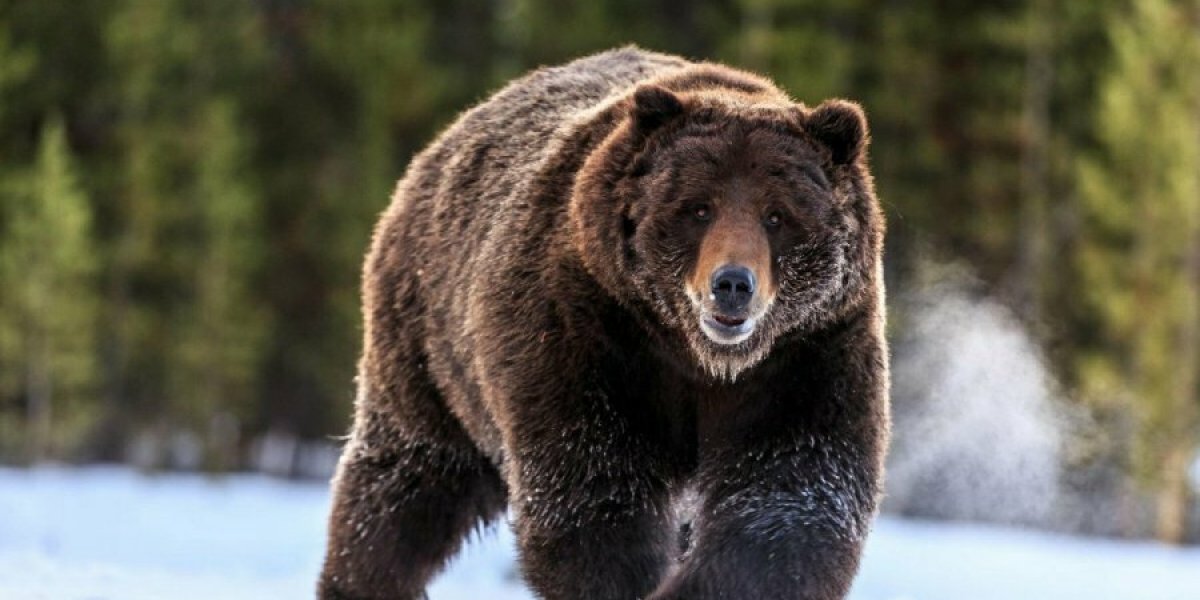 Санкционный залп не пробил толстую шкуру медведя, а рикошеты больно бьют по Европе и США