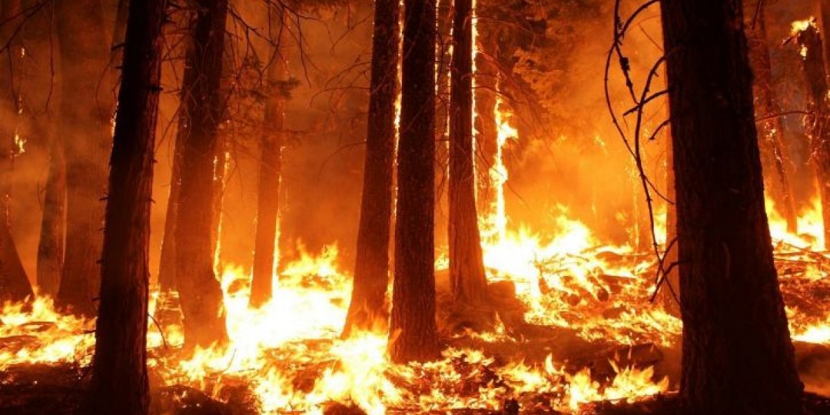 Украинские беженцы в Испании устроили масштабный лесной пожар при попытке сжечь флаг России