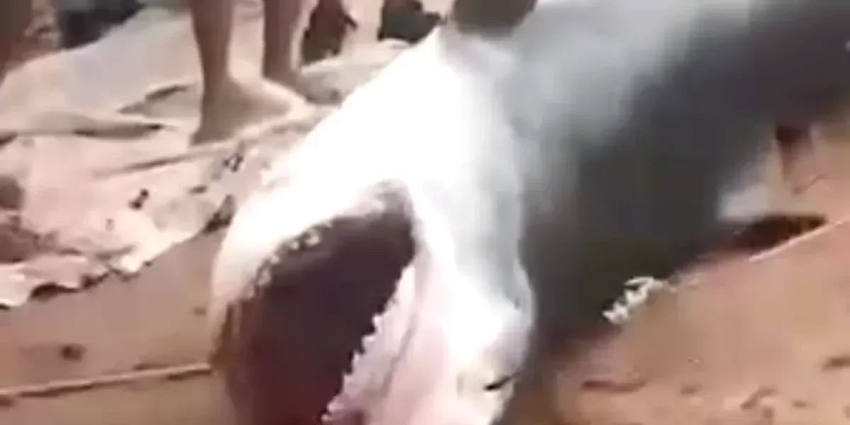 В Египте поймали акулу, которая растерзала 23-летнего россиянина — фото