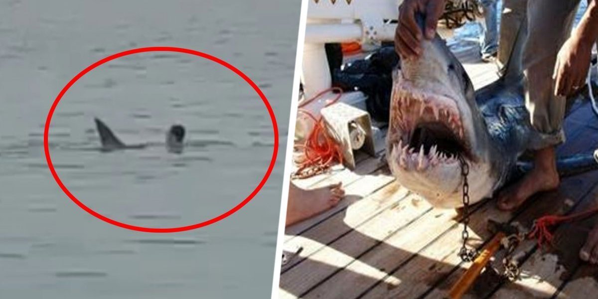 В Хургаде акула растерзала насмерть российского туриста: кровавая драма развернулась на глазах отдыхающих 09.06.23